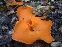 Grote oranje bekerzwam [Aleuria aurantia]